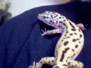 Aurora on my Shoulder