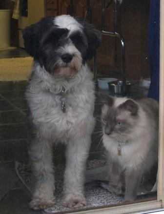 "Waiting" (Spencer and Simba)