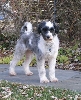 Spencer in garden