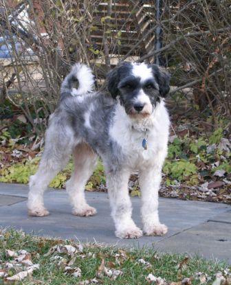 Spencer in garden