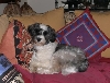 Spencer on his throne