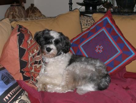 Spencer on his throne