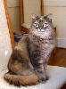 Tara on her throne