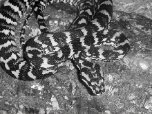 Jungle Carpet python