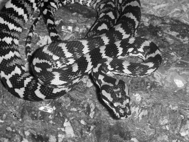 Jungle Carpet python
