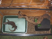 Lilly's tank