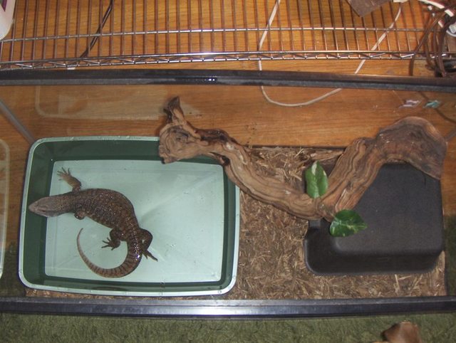 Lilly's tank