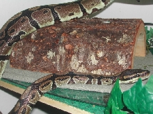 Nera