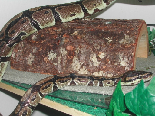 Nera