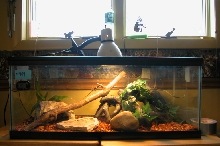 Corn snake