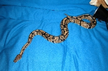 Nera post shed