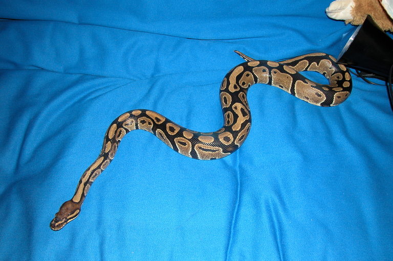 Nera post shed