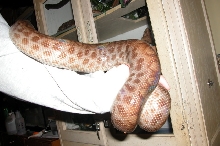 Nice spots