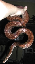 Liber Boa