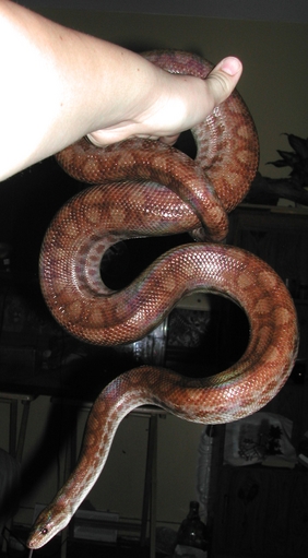 Liber Boa