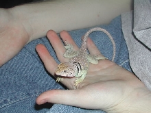 prince