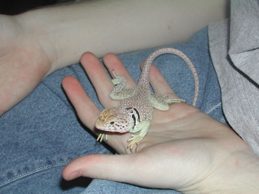 prince