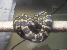 "Tree Python"