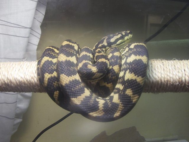 "Tree Python"