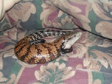 Eddie the skink