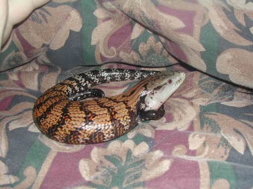 Eddie the skink