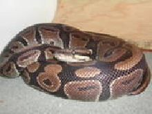 BP 6 day post shed