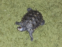 Terrapin