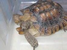 Sulcata, slightly deformed shell
