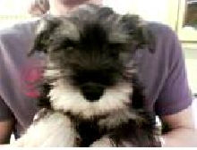Monty