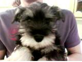 Monty