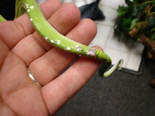 Honey's tail