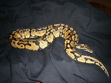 Pastel Male