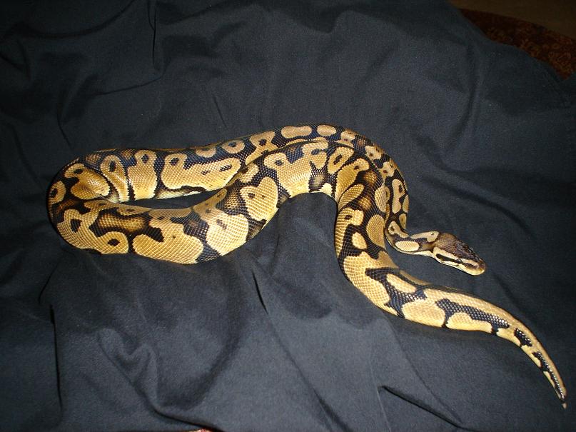 Pastel Male
