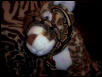 Erin the "Killer" Ball Python
