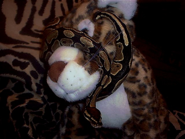 Erin the "Killer" Ball Python