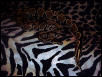 Erin the Ball Python