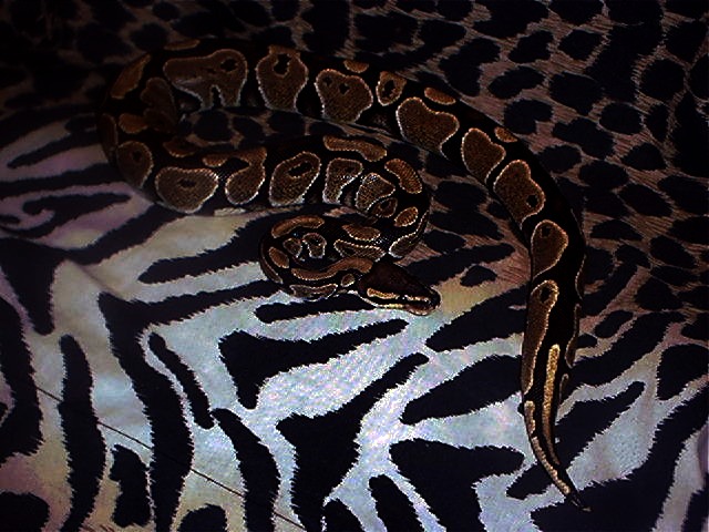 Erin the Ball Python