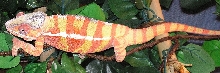 Diego Suarez