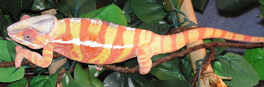 Diego Suarez