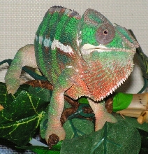 Diego Suarez