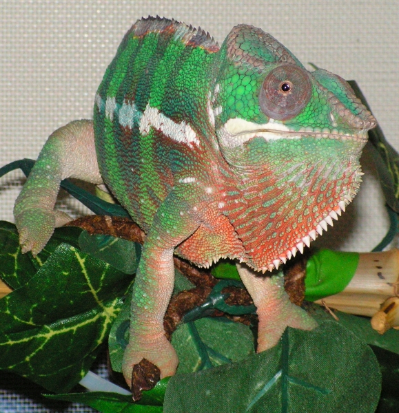 Diego Suarez