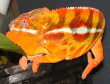 Jokton