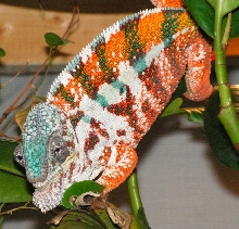 Maroansetra