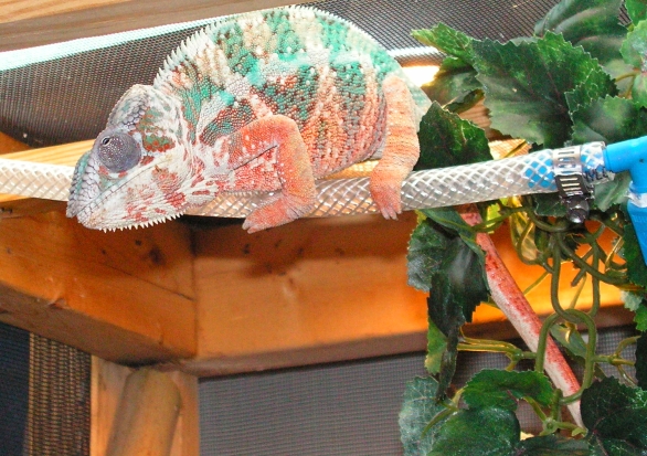Mizraim
