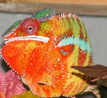 Zimran