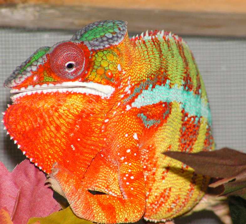 Zimran