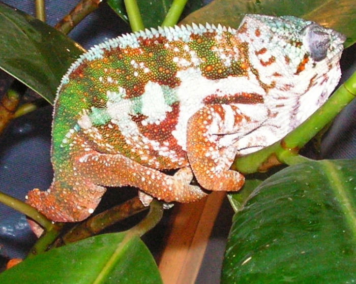 Maroansetra