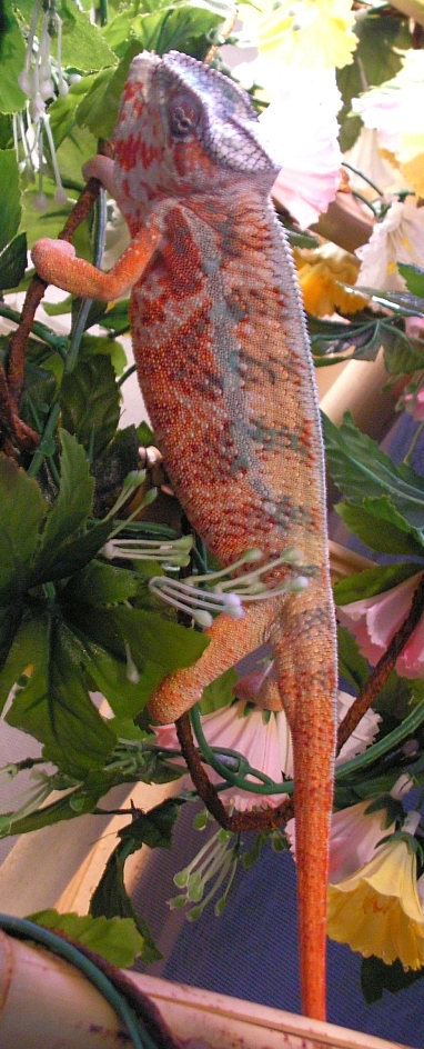 Mizraim