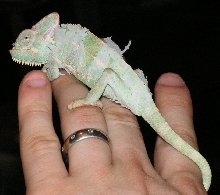 Predator