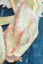 Predator